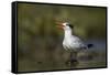 A Royal Tern in a Southern Florida Coastal Wetland-Neil Losin-Framed Stretched Canvas