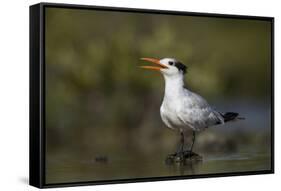 A Royal Tern in a Southern Florida Coastal Wetland-Neil Losin-Framed Stretched Canvas