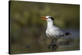 A Royal Tern in a Southern Florida Coastal Wetland-Neil Losin-Stretched Canvas