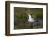 A Royal Tern in a Southern Florida Coastal Wetland-Neil Losin-Framed Photographic Print