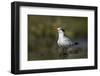 A Royal Tern in a Southern Florida Coastal Wetland-Neil Losin-Framed Photographic Print