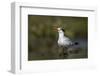 A Royal Tern in a Southern Florida Coastal Wetland-Neil Losin-Framed Photographic Print