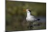 A Royal Tern in a Southern Florida Coastal Wetland-Neil Losin-Mounted Photographic Print