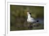 A Royal Tern in a Southern Florida Coastal Wetland-Neil Losin-Framed Photographic Print