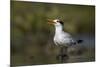 A Royal Tern in a Southern Florida Coastal Wetland-Neil Losin-Mounted Photographic Print