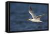 A Royal Tern in Flight in Everglades National Park, Florida-Neil Losin-Framed Stretched Canvas