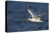 A Royal Tern in Flight in Everglades National Park, Florida-Neil Losin-Stretched Canvas