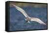 A Royal Tern in Flight in Everglades National Park, Florida-Neil Losin-Framed Stretched Canvas