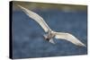 A Royal Tern in Flight in Everglades National Park, Florida-Neil Losin-Stretched Canvas