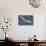 A Royal Tern in Flight in Everglades National Park, Florida-Neil Losin-Photographic Print displayed on a wall