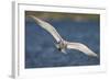 A Royal Tern in Flight in Everglades National Park, Florida-Neil Losin-Framed Photographic Print