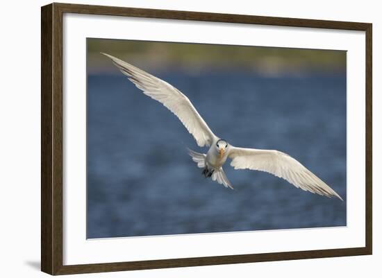 A Royal Tern in Flight in Everglades National Park, Florida-Neil Losin-Framed Photographic Print