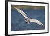 A Royal Tern in Flight in Everglades National Park, Florida-Neil Losin-Framed Photographic Print