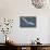 A Royal Tern in Flight in Everglades National Park, Florida-Neil Losin-Mounted Photographic Print displayed on a wall