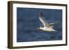 A Royal Tern in Flight in Everglades National Park, Florida-Neil Losin-Framed Photographic Print