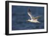 A Royal Tern in Flight in Everglades National Park, Florida-Neil Losin-Framed Photographic Print