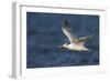 A Royal Tern in Flight in Everglades National Park, Florida-Neil Losin-Framed Photographic Print