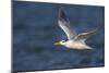 A Royal Tern in Flight in Everglades National Park, Florida-Neil Losin-Mounted Photographic Print