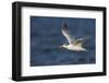 A Royal Tern in Flight in Everglades National Park, Florida-Neil Losin-Framed Photographic Print