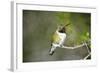 A Ruby-Throated Hummingbird, One of the Most Common of the Hummers-Richard Wright-Framed Photographic Print