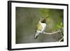 A Ruby-Throated Hummingbird, One of the Most Common of the Hummers-Richard Wright-Framed Photographic Print