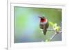 A Ruby-Throated Hummingbird, One of the Most Common of the Hummers-Richard Wright-Framed Photographic Print