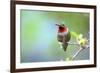 A Ruby-Throated Hummingbird, One of the Most Common of the Hummers-Richard Wright-Framed Photographic Print