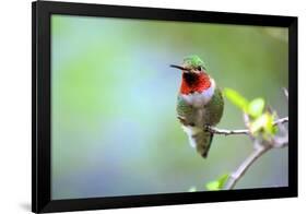 A Ruby-Throated Hummingbird, One of the Most Common of the Hummers-Richard Wright-Framed Photographic Print