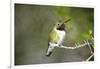 A Ruby-Throated Hummingbird, One of the Most Common of the Hummers-Richard Wright-Framed Photographic Print