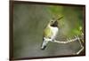 A Ruby-Throated Hummingbird, One of the Most Common of the Hummers-Richard Wright-Framed Photographic Print