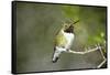 A Ruby-Throated Hummingbird, One of the Most Common of the Hummers-Richard Wright-Framed Stretched Canvas