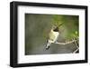 A Ruby-Throated Hummingbird, One of the Most Common of the Hummers-Richard Wright-Framed Photographic Print