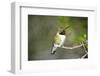 A Ruby-Throated Hummingbird, One of the Most Common of the Hummers-Richard Wright-Framed Photographic Print