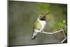 A Ruby-Throated Hummingbird, One of the Most Common of the Hummers-Richard Wright-Mounted Photographic Print