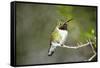 A Ruby-Throated Hummingbird, One of the Most Common of the Hummers-Richard Wright-Framed Stretched Canvas