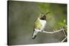 A Ruby-Throated Hummingbird, One of the Most Common of the Hummers-Richard Wright-Stretched Canvas