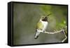 A Ruby-Throated Hummingbird, One of the Most Common of the Hummers-Richard Wright-Framed Stretched Canvas