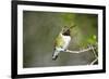 A Ruby-Throated Hummingbird, One of the Most Common of the Hummers-Richard Wright-Framed Photographic Print