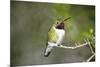 A Ruby-Throated Hummingbird, One of the Most Common of the Hummers-Richard Wright-Mounted Photographic Print