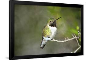 A Ruby-Throated Hummingbird, One of the Most Common of the Hummers-Richard Wright-Framed Photographic Print