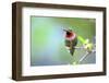 A Ruby-Throated Hummingbird, One of the Most Common of the Hummers-Richard Wright-Framed Photographic Print