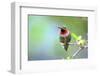 A Ruby-Throated Hummingbird, One of the Most Common of the Hummers-Richard Wright-Framed Photographic Print