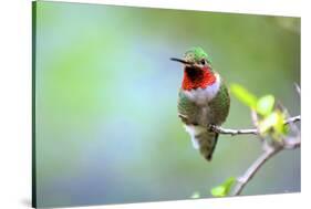 A Ruby-Throated Hummingbird, One of the Most Common of the Hummers-Richard Wright-Stretched Canvas