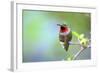 A Ruby-Throated Hummingbird, One of the Most Common of the Hummers-Richard Wright-Framed Photographic Print