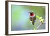 A Ruby-Throated Hummingbird, One of the Most Common of the Hummers-Richard Wright-Framed Photographic Print