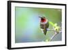 A Ruby-Throated Hummingbird, One of the Most Common of the Hummers-Richard Wright-Framed Photographic Print