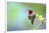 A Ruby-Throated Hummingbird, One of the Most Common of the Hummers-Richard Wright-Framed Photographic Print