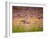 A Ruddy Ground Dove Forages Through Fallen Purple Flowers in Sao Paulo's Ibirapuera Park-Alex Saberi-Framed Premium Photographic Print