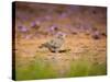 A Ruddy Ground Dove Forages Through Fallen Purple Flowers in Sao Paulo's Ibirapuera Park-Alex Saberi-Stretched Canvas