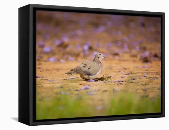 A Ruddy Ground Dove Forages Through Fallen Purple Flowers in Sao Paulo's Ibirapuera Park-Alex Saberi-Framed Stretched Canvas